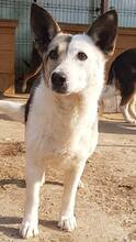 PINA, Hund, Mischlingshund in Rumänien - Bild 6