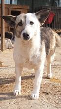 PINA, Hund, Mischlingshund in Rumänien - Bild 7