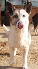 PINA, Hund, Mischlingshund in Rumänien - Bild 8