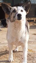 PINA, Hund, Mischlingshund in Rumänien - Bild 9