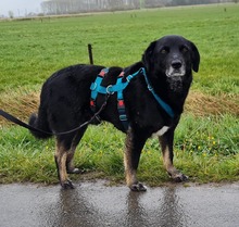 BLACKY, Hund, Mischlingshund in Varel - Bild 3