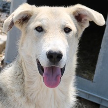 BOYBRO, Hund, Mischlingshund in Griechenland - Bild 1