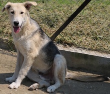 BOYBRO, Hund, Mischlingshund in Griechenland - Bild 10