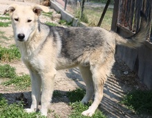 BOYBRO, Hund, Mischlingshund in Griechenland - Bild 11