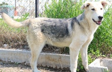 BOYBRO, Hund, Mischlingshund in Griechenland - Bild 12
