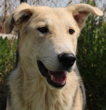 BOYBRO, Hund, Mischlingshund in Griechenland - Bild 13