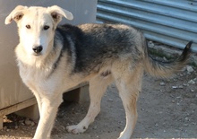 BOYBRO, Hund, Mischlingshund in Griechenland - Bild 2