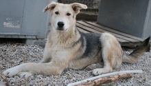 BOYBRO, Hund, Mischlingshund in Griechenland - Bild 3