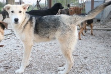 BOYBRO, Hund, Mischlingshund in Griechenland - Bild 5