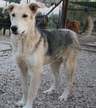 BOYBRO, Hund, Mischlingshund in Griechenland - Bild 6