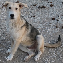 BOYBRO, Hund, Mischlingshund in Griechenland - Bild 7