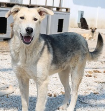 BOYBRO, Hund, Mischlingshund in Griechenland - Bild 9