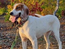 RITA, Hund, Sabueso Español in Spanien - Bild 1