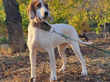 RITA, Hund, Sabueso Español in Spanien - Bild 10