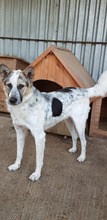 CHARLOS, Hund, Mischlingshund in Rumänien - Bild 1