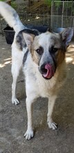 CHARLOS, Hund, Mischlingshund in Rumänien - Bild 10