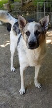 CHARLOS, Hund, Mischlingshund in Rumänien - Bild 11