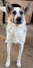 CHARLOS, Hund, Mischlingshund in Rumänien - Bild 2