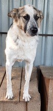 CHARLOS, Hund, Mischlingshund in Rumänien - Bild 3