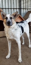 CHARLOS, Hund, Mischlingshund in Rumänien - Bild 4