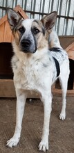 CHARLOS, Hund, Mischlingshund in Rumänien - Bild 5