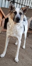 CHARLOS, Hund, Mischlingshund in Rumänien - Bild 6