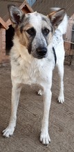 CHARLOS, Hund, Mischlingshund in Rumänien - Bild 7