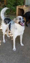CHARLOS, Hund, Mischlingshund in Rumänien - Bild 9