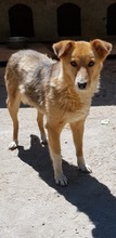 LADY, Hund, Mischlingshund in Rumänien - Bild 10