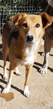 LADY, Hund, Mischlingshund in Rumänien - Bild 5