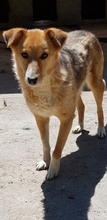 LADY, Hund, Mischlingshund in Rumänien - Bild 7