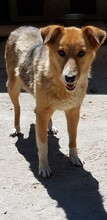 LADY, Hund, Mischlingshund in Rumänien - Bild 8