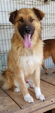 MADOX, Hund, Mischlingshund in Rumänien - Bild 10