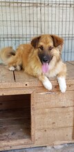 MADOX, Hund, Mischlingshund in Rumänien - Bild 11
