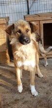 MADOX, Hund, Mischlingshund in Rumänien - Bild 2