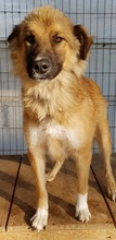 MADOX, Hund, Mischlingshund in Rumänien - Bild 3