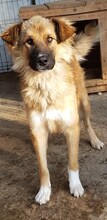 MADOX, Hund, Mischlingshund in Rumänien - Bild 4