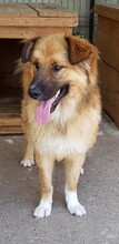 MADOX, Hund, Mischlingshund in Rumänien - Bild 7