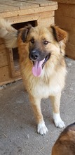 MADOX, Hund, Mischlingshund in Rumänien - Bild 8