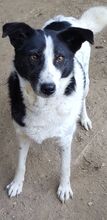 MARY, Hund, Mischlingshund in Rumänien