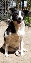 MARY, Hund, Mischlingshund in Rumänien - Bild 6