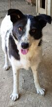MARY, Hund, Mischlingshund in Rumänien - Bild 7