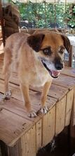 ANNA, Hund, Mischlingshund in Rumänien - Bild 6