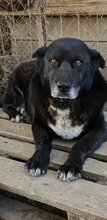 VODA, Hund, Mischlingshund in Rumänien - Bild 2