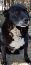 VODA, Hund, Mischlingshund in Rumänien - Bild 3