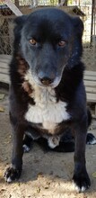 VODA, Hund, Mischlingshund in Rumänien - Bild 5