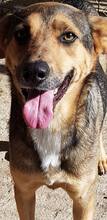JACKY, Hund, Mischlingshund in Rumänien - Bild 1