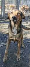 JACKY, Hund, Mischlingshund in Rumänien - Bild 3