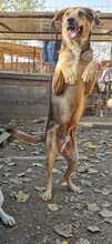 JACKY, Hund, Mischlingshund in Rumänien - Bild 4