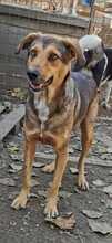 JACKY, Hund, Mischlingshund in Rumänien - Bild 5